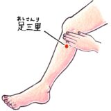 本日のツボ紹介｜足三里（あしさんり）｜札幌市西区二十四軒のてて整骨院二十四軒店
