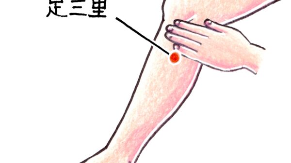 本日のツボ紹介｜足三里（あしさんり）｜札幌市西区二十四軒のてて整骨院二十四軒店