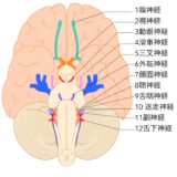 迷走神経と肩こり・自律神経の関係｜札幌市西区二十四軒のてて整骨院二十四軒店