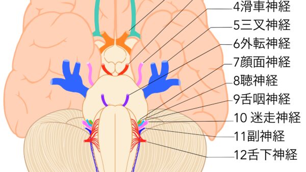 迷走神経と肩こり・自律神経の関係｜札幌市西区二十四軒のてて整骨院二十四軒店