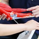 ゴルフ肘（内側上顆炎）とは？肘の内側の痛みの原因と対策｜てて整骨院二十四軒店