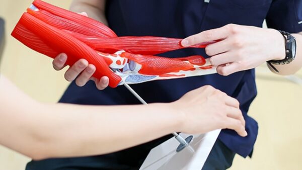 ゴルフ肘（内側上顆炎）とは？肘の内側の痛みの原因と対策｜てて整骨院二十四軒店